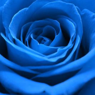 Blue rose iPhone wallpaper