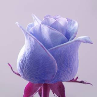 Blue rose iPhone wallpaper