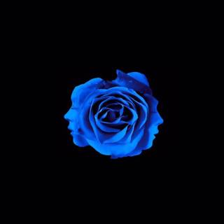 Blue rose iPhone wallpaper