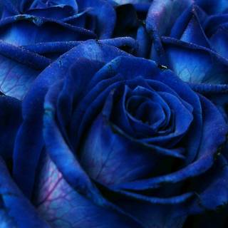 Blue rose iPhone wallpaper