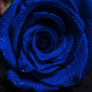 Blue rose iPhone wallpaper