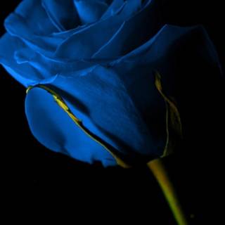 Blue rose iPhone wallpaper