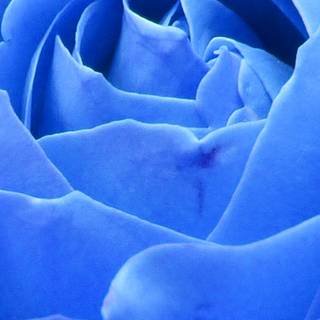 Blue rose iPhone wallpaper