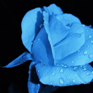Blue rose iPhone wallpaper