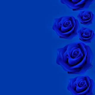 Blue rose iPhone wallpaper