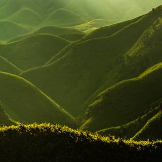 Dzukou Valley wallpaper