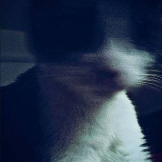 Around The Fur wallpaper