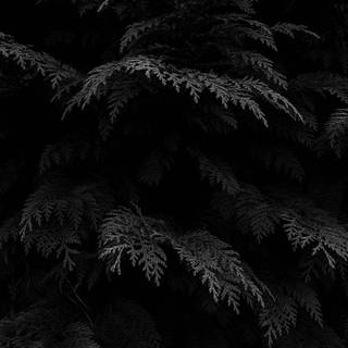 Black plants wallpaper