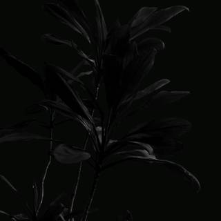 Black plants wallpaper