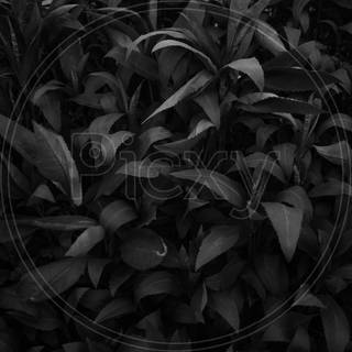 Black plants wallpaper