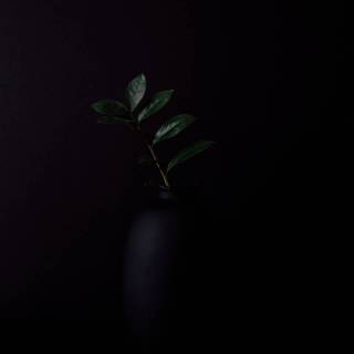 Black plants wallpaper