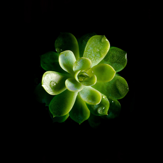 Black plants wallpaper