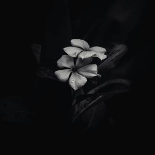 Black plants wallpaper