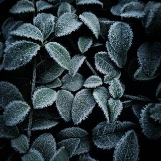 Black plants wallpaper