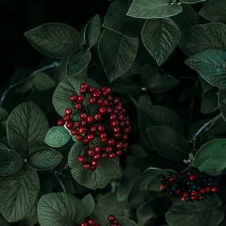 Black plants wallpaper