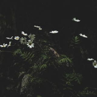 Black plants wallpaper