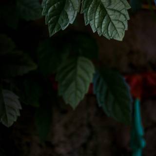 Black plants wallpaper