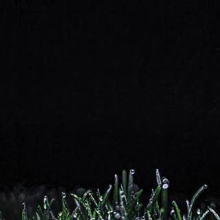 Black plants wallpaper