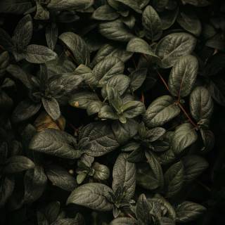 Black plants wallpaper