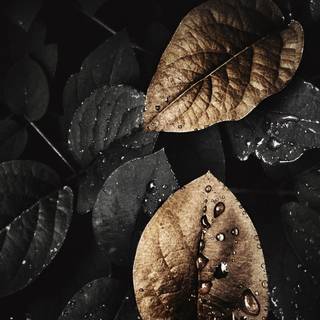 Black plants wallpaper
