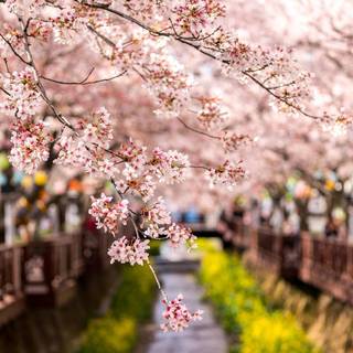 South Korea city wallpaper