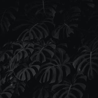 Black plants wallpaper