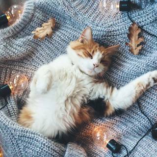 Cozy cat wallpaper