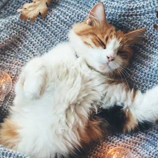 Cozy cat wallpaper