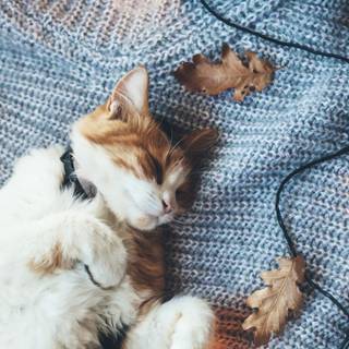 Cozy cat wallpaper
