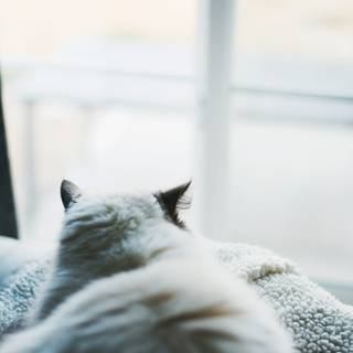 Cozy cat wallpaper