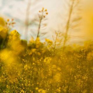 Happy nature wallpaper