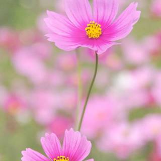 Happy nature wallpaper