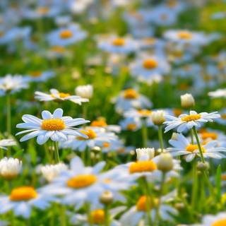 Happy nature wallpaper