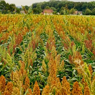 Sorghum wallpaper
