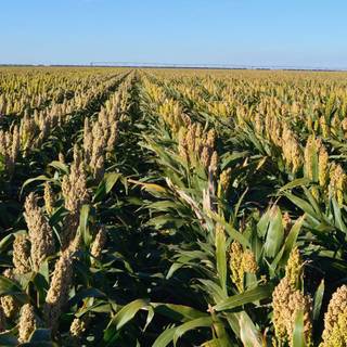 Sorghum wallpaper