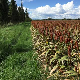 Sorghum wallpaper