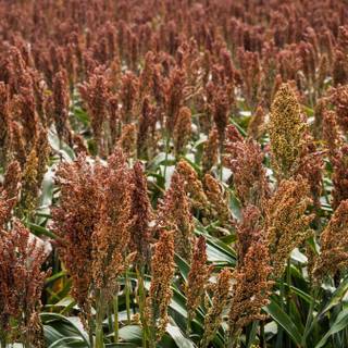 Sorghum wallpaper