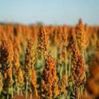Sorghum wallpaper