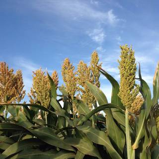 Sorghum wallpaper