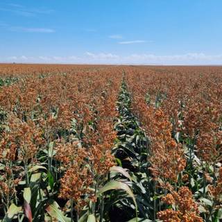 Sorghum wallpaper