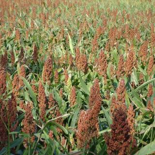 Sorghum wallpaper