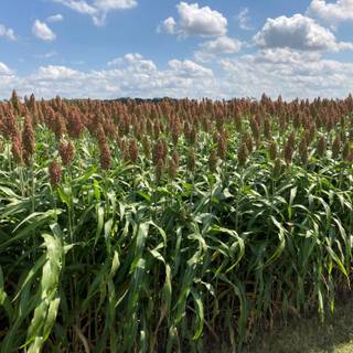Sorghum wallpaper