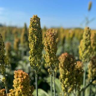 Sorghum wallpaper