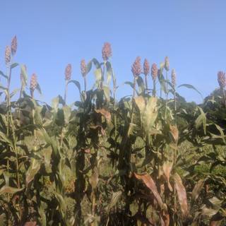 Sorghum wallpaper