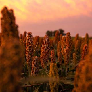 Sorghum wallpaper