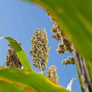 Sorghum wallpaper