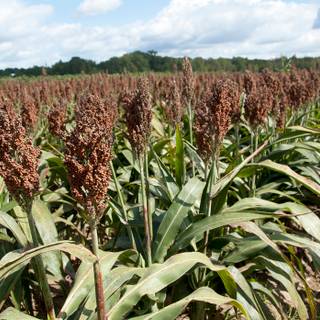 Sorghum wallpaper