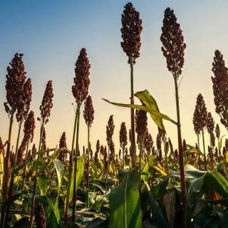 Sorghum wallpaper