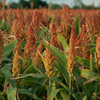 Sorghum wallpaper