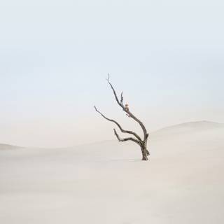 Xiaomi Mix Fold 4 wallpaper